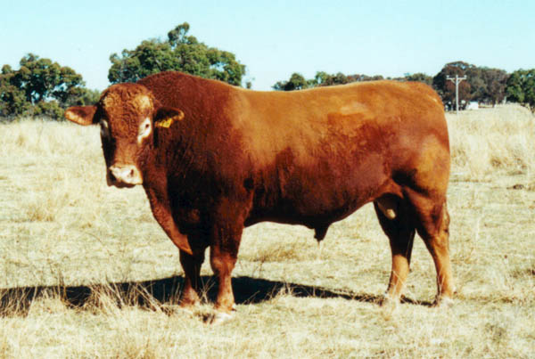 Merilba South Devon Cattle